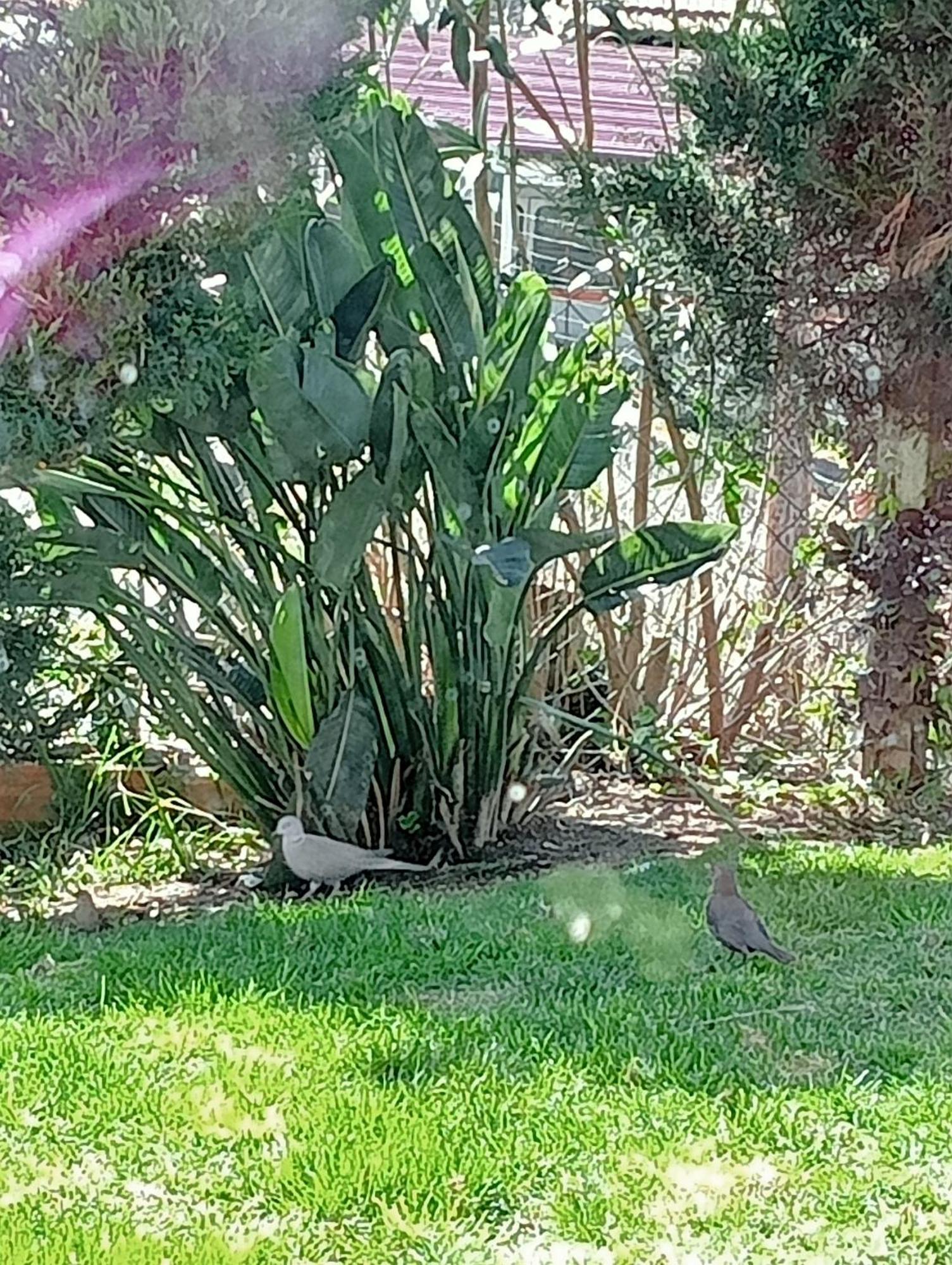 Terreno Mimosas Séjour chez l'habitant